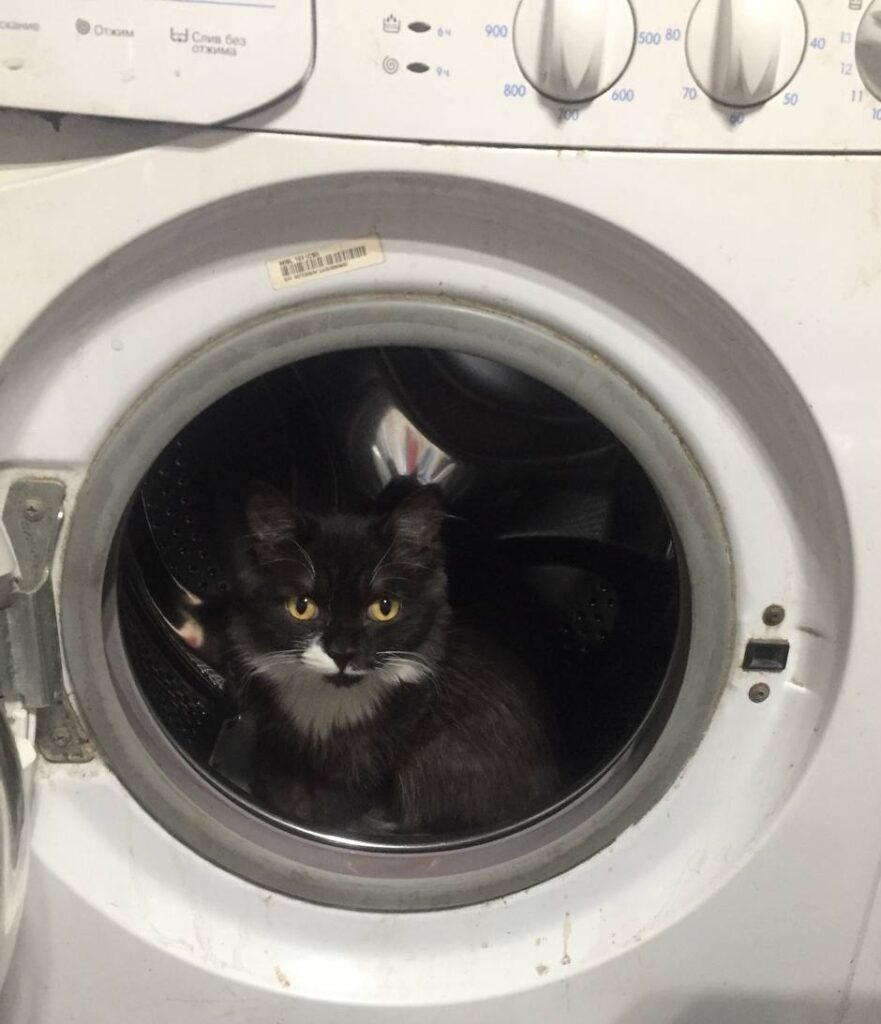 Кот Семён