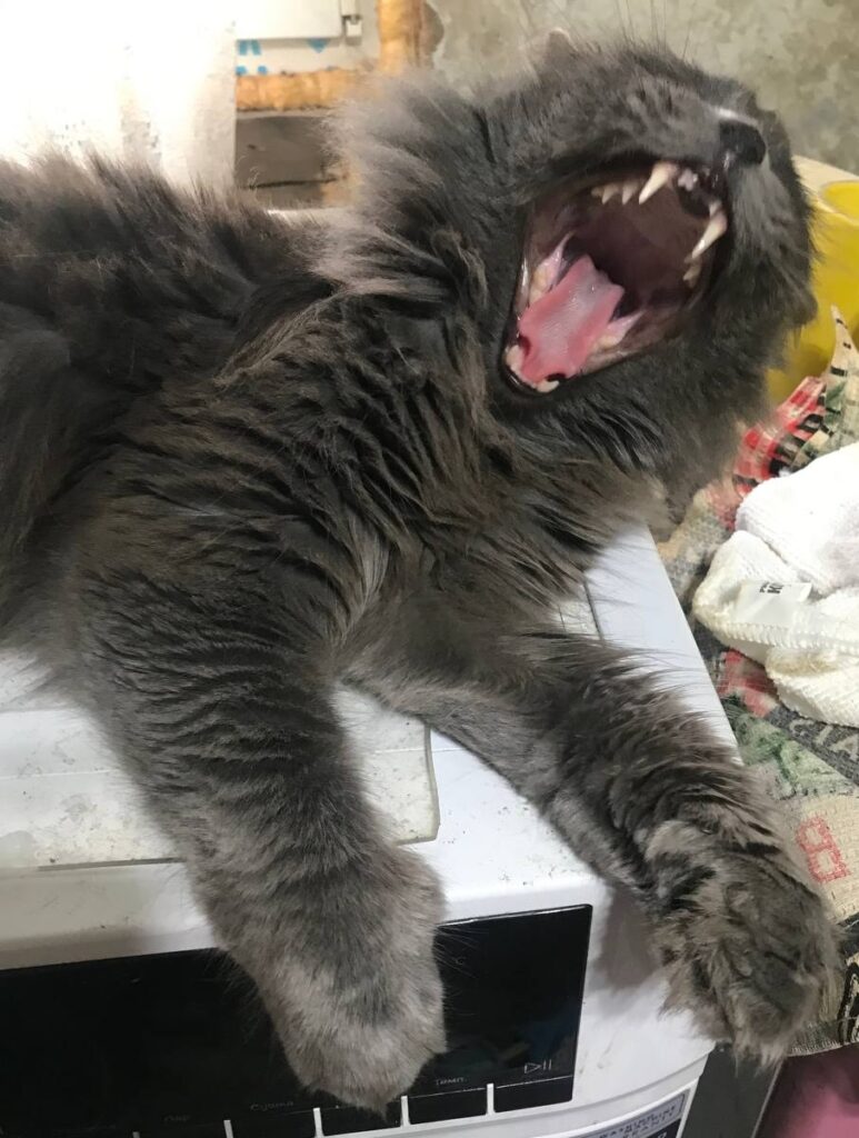 Кот Туча