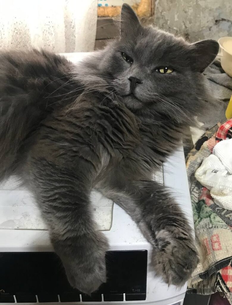 Кот Туча